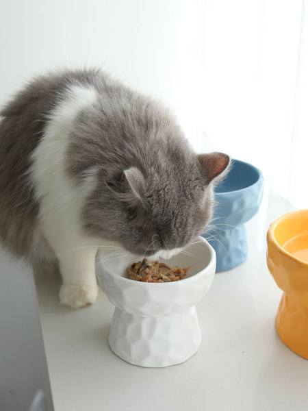 Bol din ceramică pentru pisici în două dimensiuni