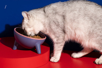 Κεραμικό μπολ με τροφή για γάτες