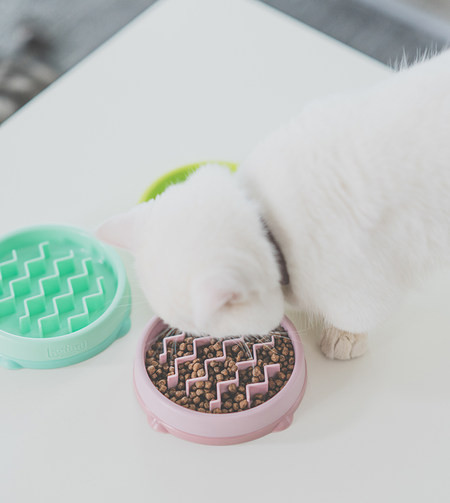 Plastikust ümmargune kauss kassitoidu jaoks