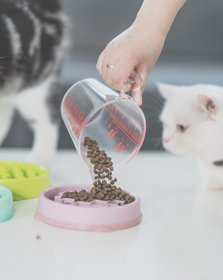 Plastikust ümmargune kauss kassitoidu jaoks