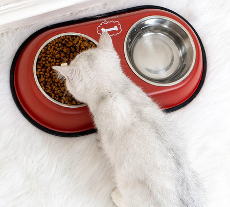 Bol dublu pentru hrana si apa pentru pisici