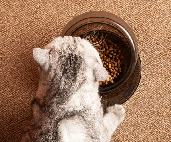 Στρογγυλό μπολ με τροφή για κατοικίδια