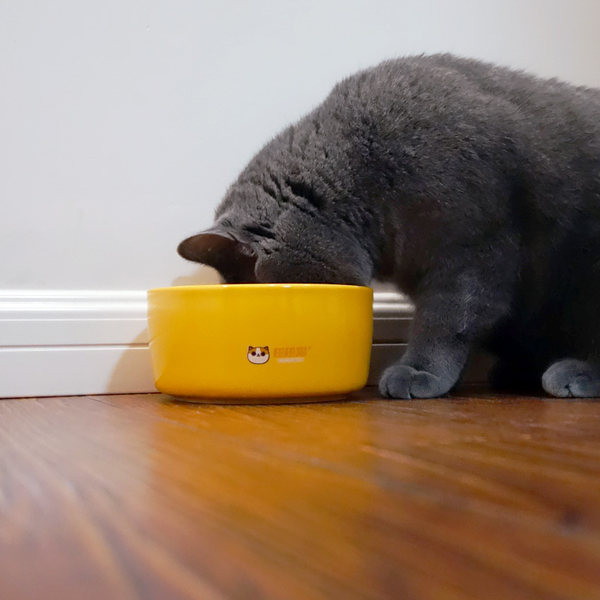 Bol de plastic în patru culori pentru hrana animalelor de companie