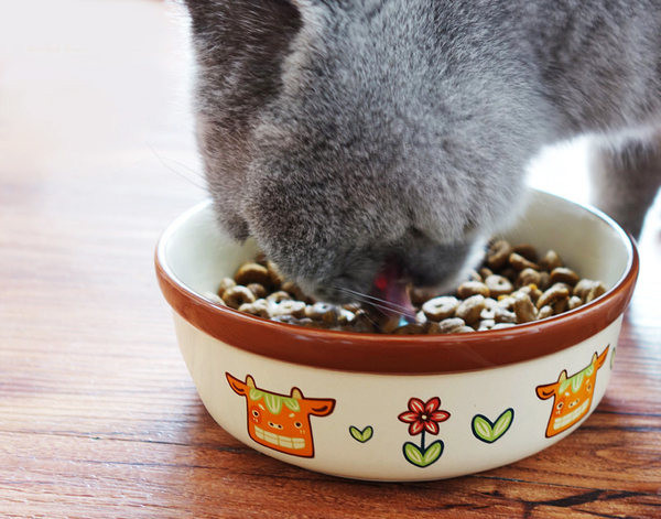 Bol cu aplicatie pentru pisici