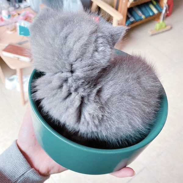 Bol din ceramică pentru hrană pentru pisici cu sau fără tampon