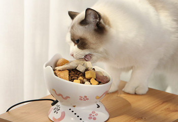 Κεραμικό μπολ για γάτες με λειτουργία θέρμανσης τροφής