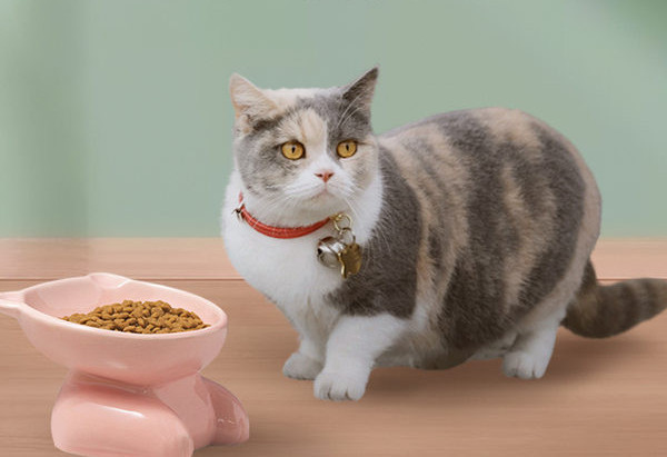 Керамична купа на стойка за храна на котки - различни цветове