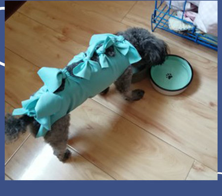 Lemmiklooma toidukauss - mitu mudelit