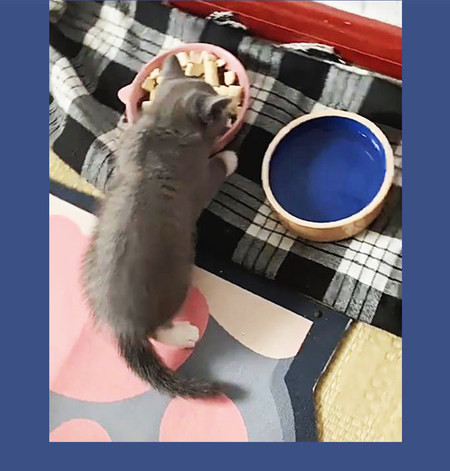 Lemmiklooma toidukauss - mitu mudelit