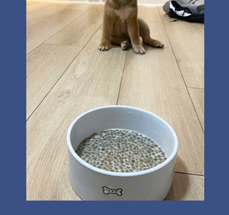 Apaļa bļoda kaķiem vairāki modeļi