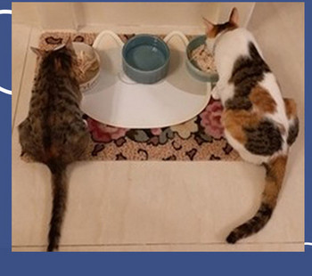 Керамична купа за храна на котки -няколко модела