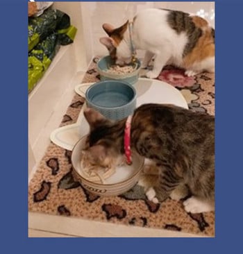 Керамична купа за храна на котки -няколко модела