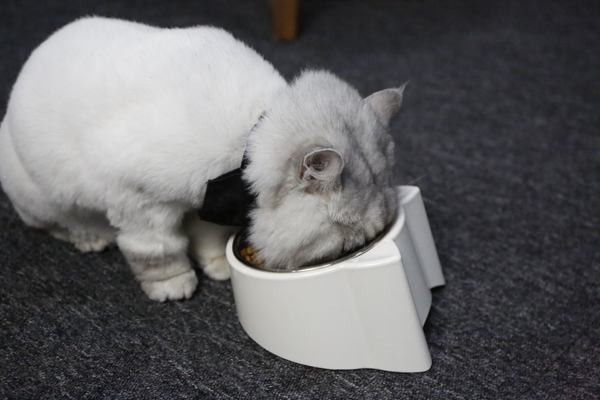 Bol în alb și albastru pentru animale de companie