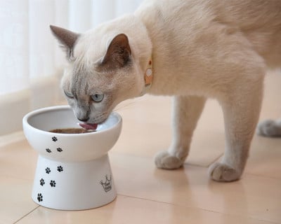 Keraamiline kõrge kauss kassidele toidu või vee jaoks