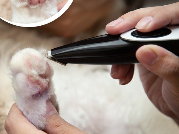 Lemmikloomade lõikur