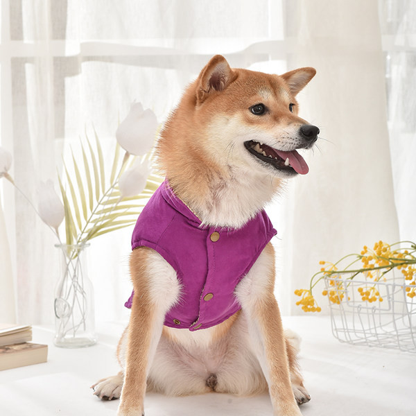 Haine cu inscripții pentru un câine