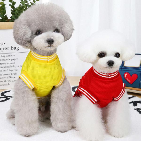 Bluză modernă în stil cățeluș cu inscripție