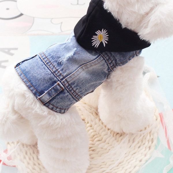 Kapuutsiga teksavest koerale