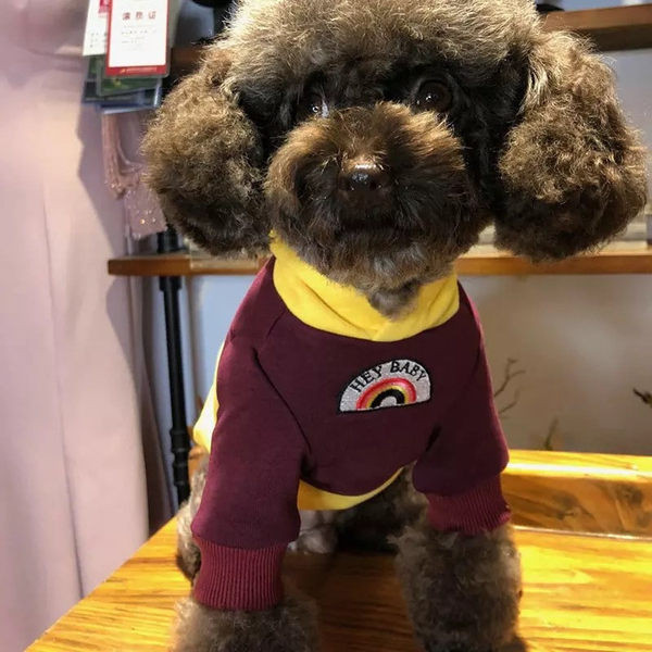 Soe kapuutsiga dressipluus koertele