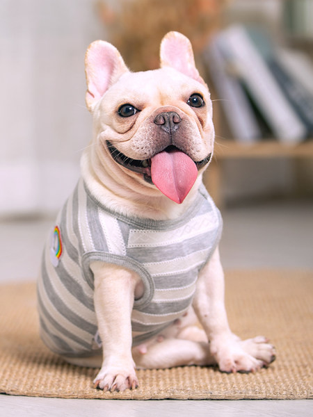 Imbracaminte moderna in dungi pentru caini in doua modele cu tul