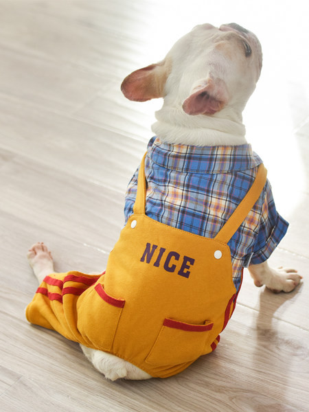 Salopetă în carouri pentru câini în două culori