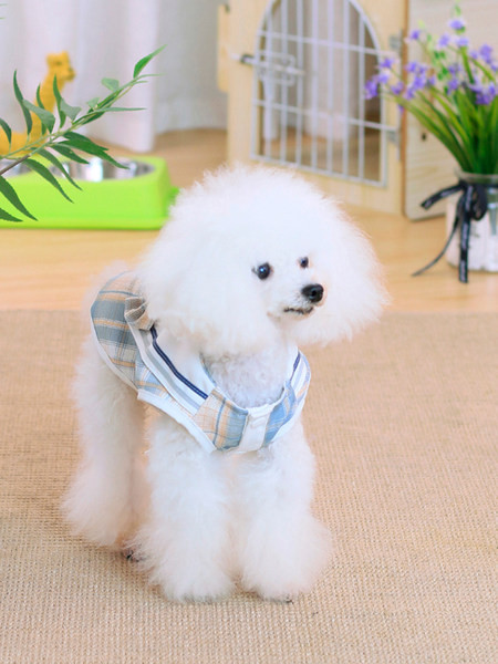 Rūtains apģērbs ar lentīti - suņiem