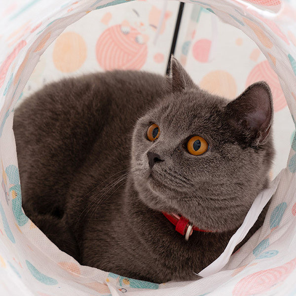 Įvairių modelių namelio formos tunelis katėms