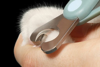 Lemmiklooma küünekäärid