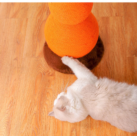 Scratcher kassidele - kaks mudelit