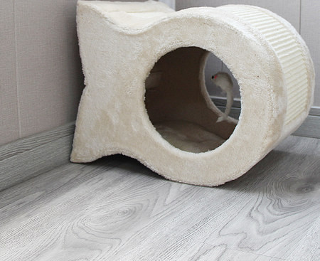 Scarlet pentru pisici in diferite marimi si modele