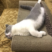 Cat scratcher tüüpi voodi
