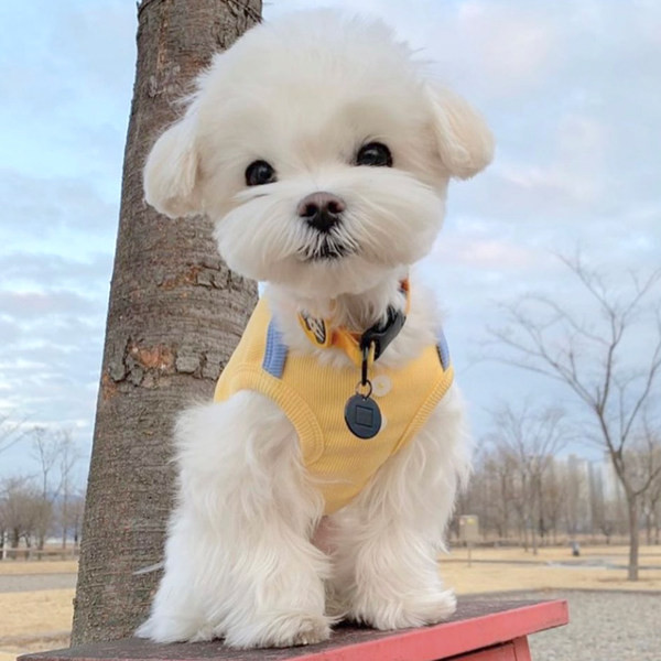 Vesta din bumbac pentru caini cu nasturi