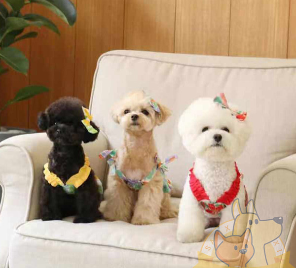 Värviline kleit koertele