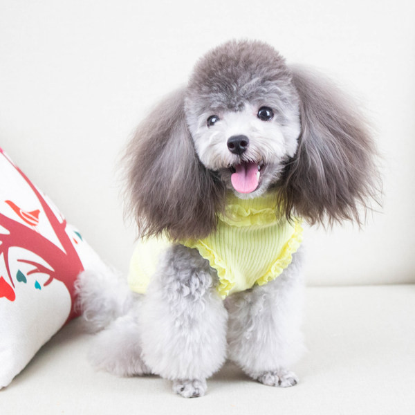 Haine pentru câini cu bucle