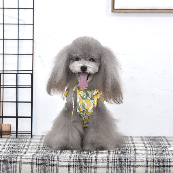 Rochie pentru caini cu model colorat