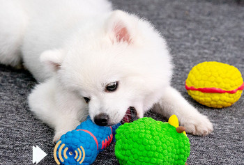 Гумена кучешка играчка за дъвчене - различни модели