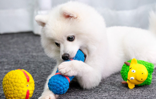 Jucărie pentru câini din cauciuc pentru mestecat - diferite modele