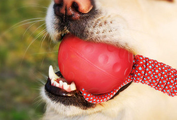 Играчка за кучета -въже с топка