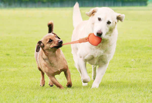 Jucărie pentru câini - frânghie cu minge