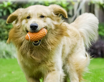 Μπάλα από καουτσούκ σκύλου για παιχνίδι και μάσημα