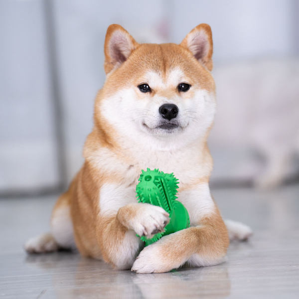 Pseća igračka za pranje zuba