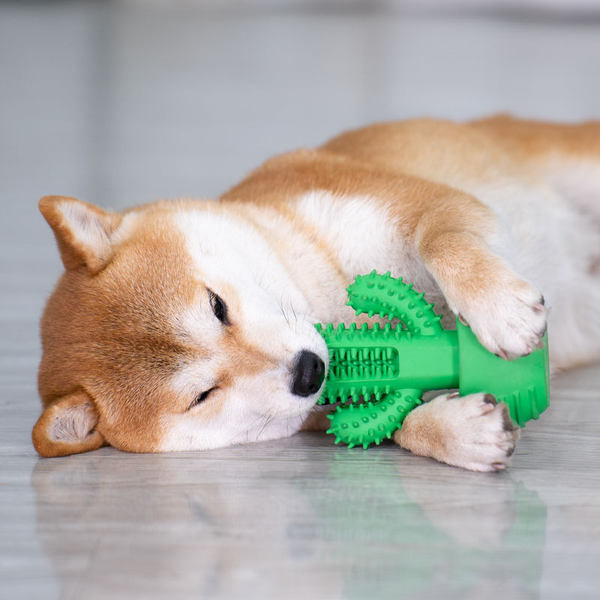 Pseća igračka za pranje zuba