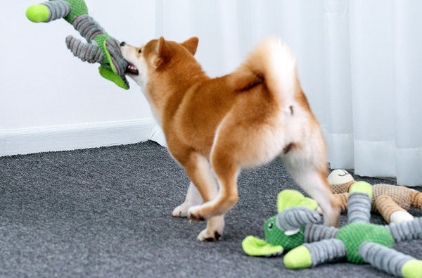 Žaislas šunims – kramtymui