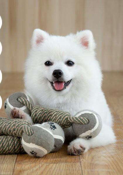 Παιχνίδι για σκύλους - σχοινί