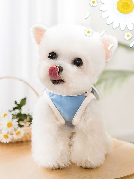 Vestă cu broderie pentru câini de talie mică