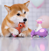 Παιχνίδι σκύλου για μάσημα