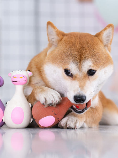 Παιχνίδι σκύλου για μάσημα