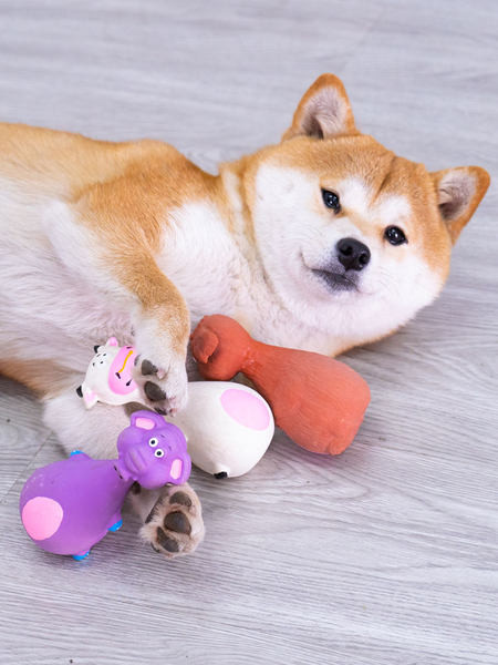 Παιχνίδι σκύλου για μάσημα