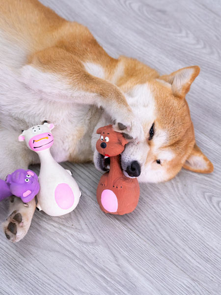 Παιχνίδι σκύλου για μάσημα