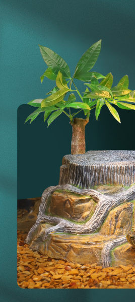 Διακόσμηση ενυδρείου